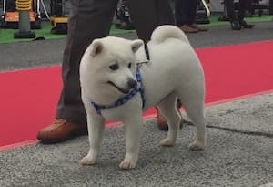 コベルコ展の犬